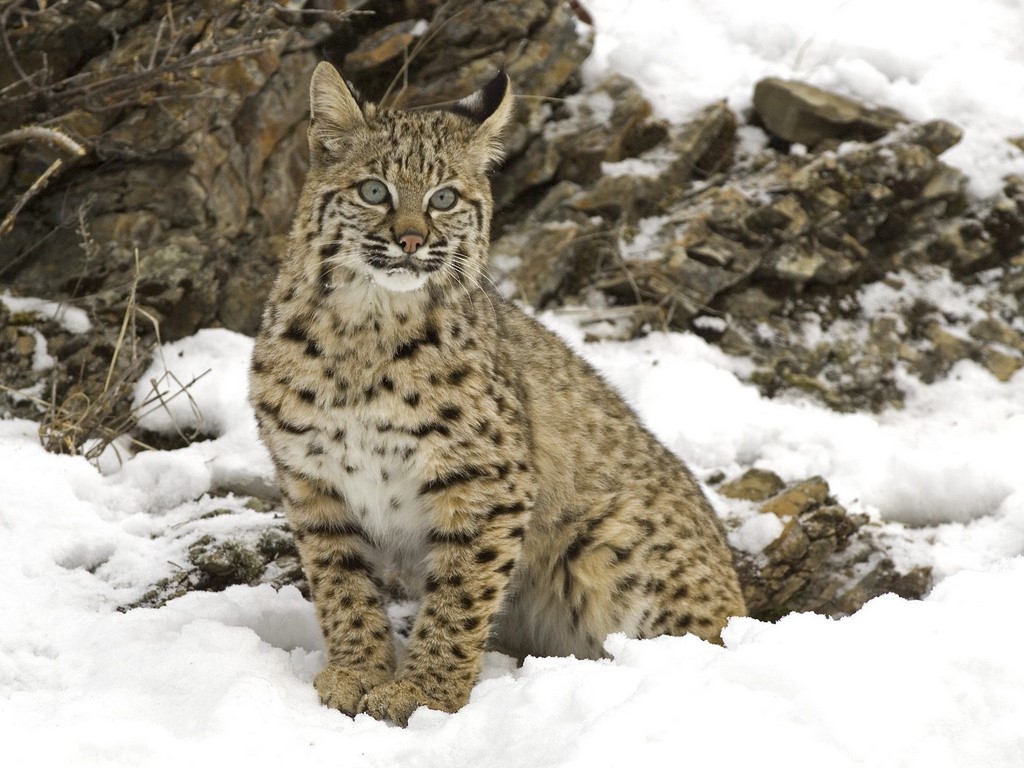 bobcat_temp