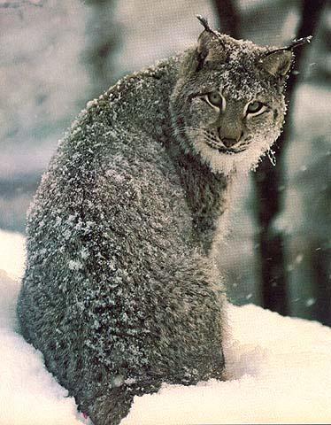 lynxsnow-temp